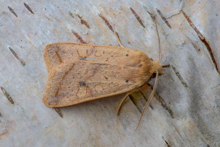 Yellow-line Quakerの写真素材