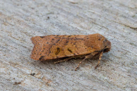 Beaded Chestnut