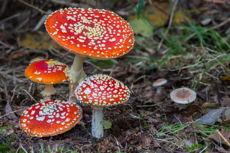Fly Agaric