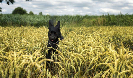 dog in the wheat fieldの写真素材
