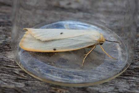 Four-dotted Footman