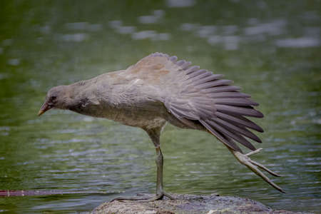 Juvenile dusky moorhen
