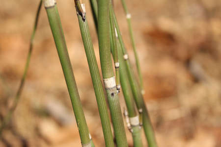 Horsetail Fernの写真素材