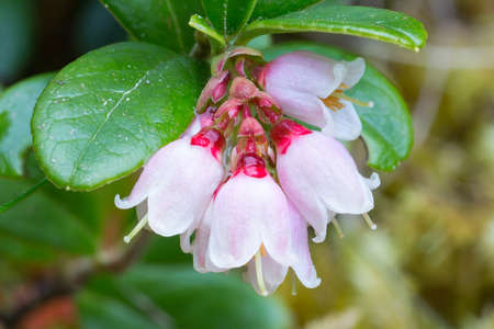 Lingonberryの写真素材