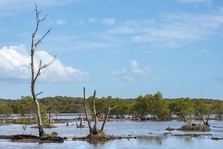 Kedron Brook Wetlands Reserve