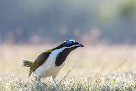 Blue-faced honeyeaterの写真素材