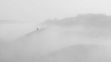 Lonely Bushの写真素材