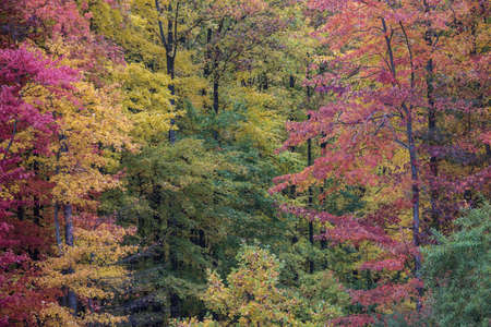 Autumn Texture