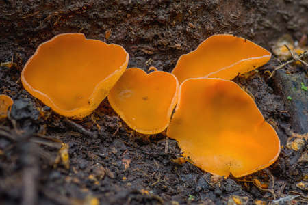 Orange Peel Fungus