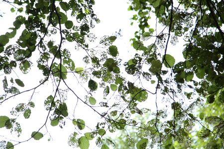 Transparent openwork leaves and tree branches on a white backgroundの写真素材