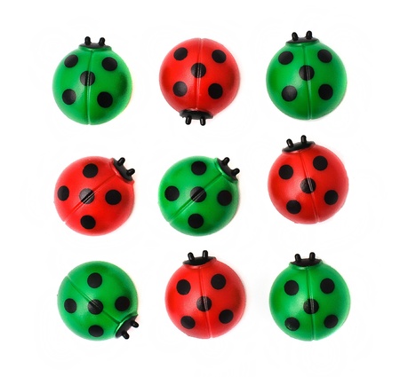 Group of ladybugs, isolated on white backgroundの写真素材