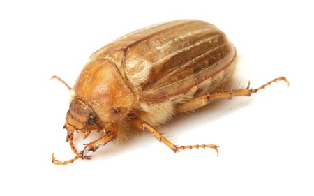 Brown june beetle on white backgroundの写真素材