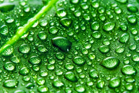 Green leaf and water drops as backgroundの写真素材