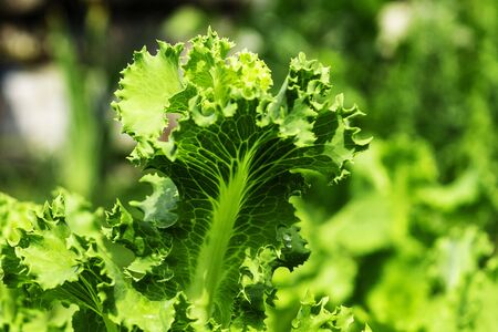Garden bed with salad, close-up. Fresh lettuce leaves.の写真素材