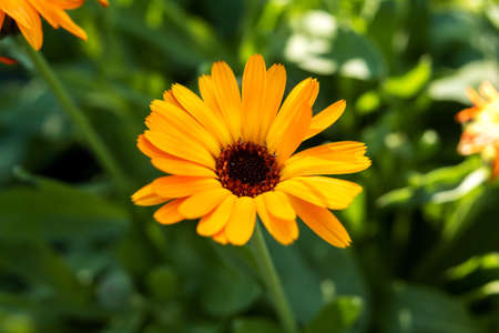 Yellow medical calendula flower close-up on a blurred background of green leaves.