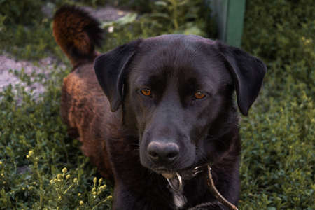 An adorable black dog lies in the green grass. Close-upの写真素材