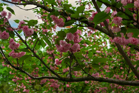 Branches of blossoming cherry in spring. Beautiful pink sakura inflorescences