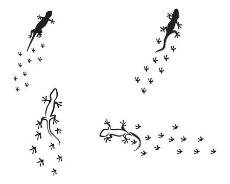 Lizard Chameleon Gecko Silhouette black vectorのイラスト素材