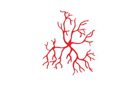 Human Veins and Arteries Illustrationのイラスト素材