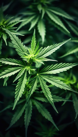 Cannabis Plantation. Thematic photos of hemp and marijuana Green leaf of cannabis. background image. Bright green leaves of marijuana.の素材
