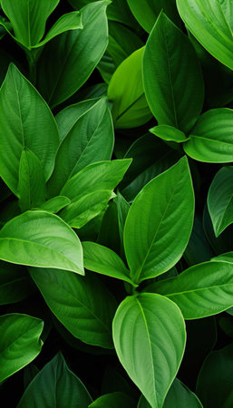 Green leaves background, green leaves pattern, green leaves background, green leaves backgroundの素材