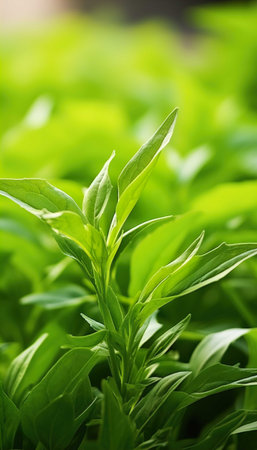 Close up of basil leaves in the garden. Shallow DOFの素材
