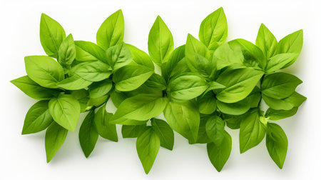 Fresh basil leaves isolated on white background. Top view. Flat lay.の素材