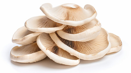 Oyster mushrooms isolated on white background. Top view. Flat lay.の素材