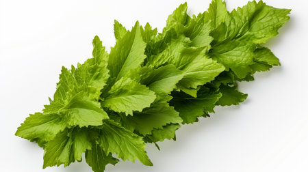 Bunch of fresh green mint leaves isolated on a white background.の素材
