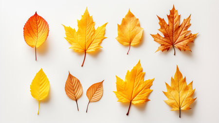Autumn leaves on white background. Flat lay, top view.の素材