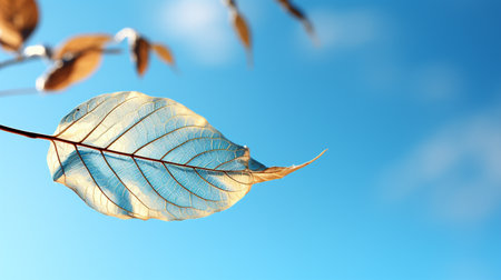 Autumn leaves on a blue sky background. The concept of nature.の素材