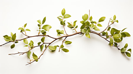 Branch with green leaves on white background. Flat lay, top view.の素材