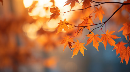 Maple leaves in autumn season. Beautiful nature background. Autumn leaves background.の素材