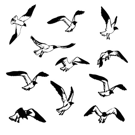 Hand drawn flying seagulls. Black and white illustration sketch. 
Birds in flight. Seagulls for decor or print. Drawings representing different phases of a bird flightのイラスト素材