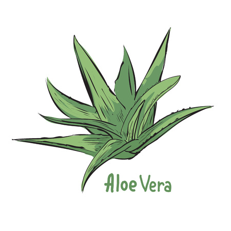 illustration of aloe vera. Herbal ingredient in cosmetology or pharmacy. Treatment plant sketch.のイラスト素材