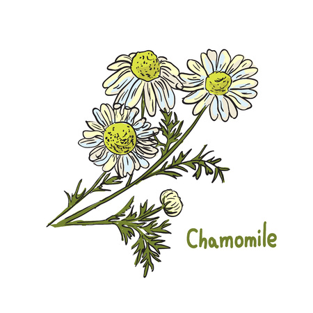 illustration of medicinal chamomile. Herbal cosmetic ingredient. Hand drawn botanical  sketch of treatment plant.のイラスト素材