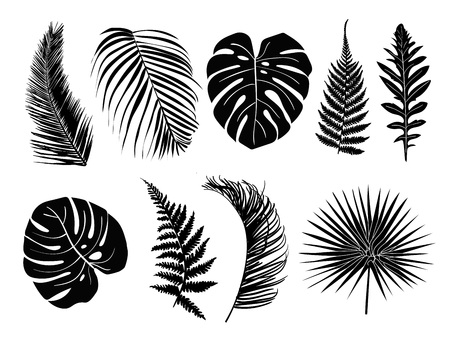 Tropical leaves collection set. Decorative plant elements from the jungle isolated on the white background.のイラスト素材