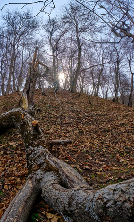 Fallen trees in the autumn forest. Early autumn in the forest.