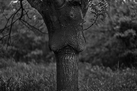 Black and white image of a tree trunk in a park in autumnの写真素材