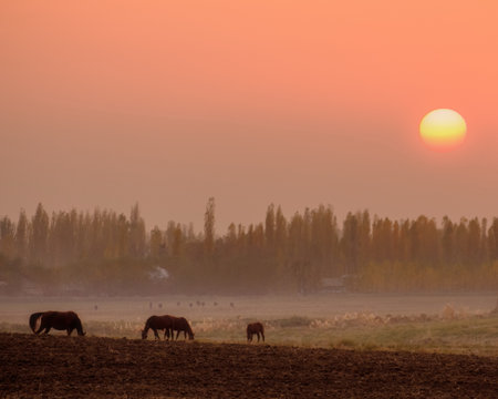 Horses grazing on the field in the fog at sunset,の写真素材