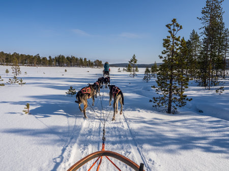 Dog sledding in a finnish forest on a sunny dayの写真素材