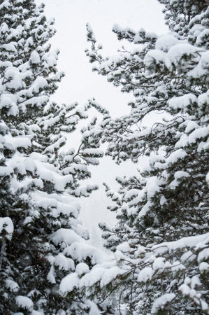 Beautiful snow covered treesの写真素材