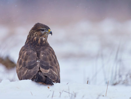 Common Buzzard during a snowfallの写真素材