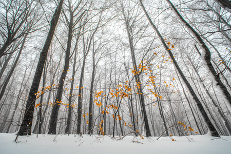 Snow covered winter forest with a touch of colorの写真素材