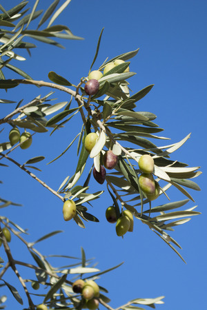 Detail of wild olive tree with unripe green and black olives on blue sky backgroundの写真素材