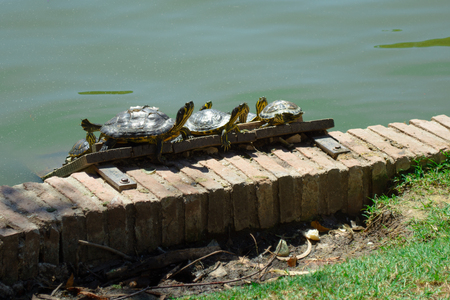 Detail of Red-eared sliders sun bathing in the Pond of the Crystal Palace of the Park of the Pleasant Retreat, Madrid, Spainの写真素材