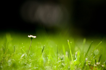 daisy in the grassの写真素材