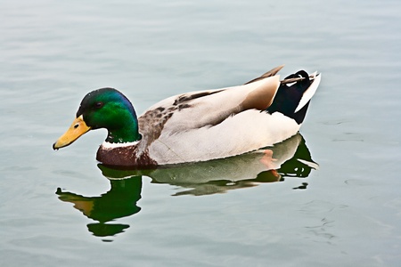 greenhead male duck on pondの写真素材