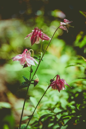 columbine aquilegia flowers in vintage style. Flowerの写真素材