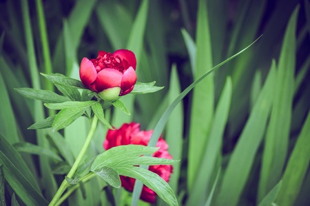 Vintage bud peony close up. Flowers in a Gardenの写真素材